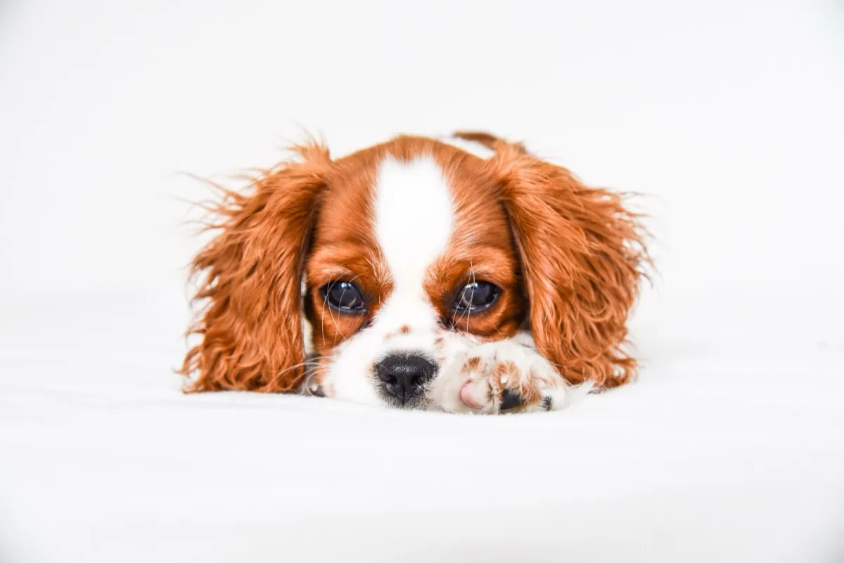 Cavalier King Charles puppy with soulful eyes looking up at camera