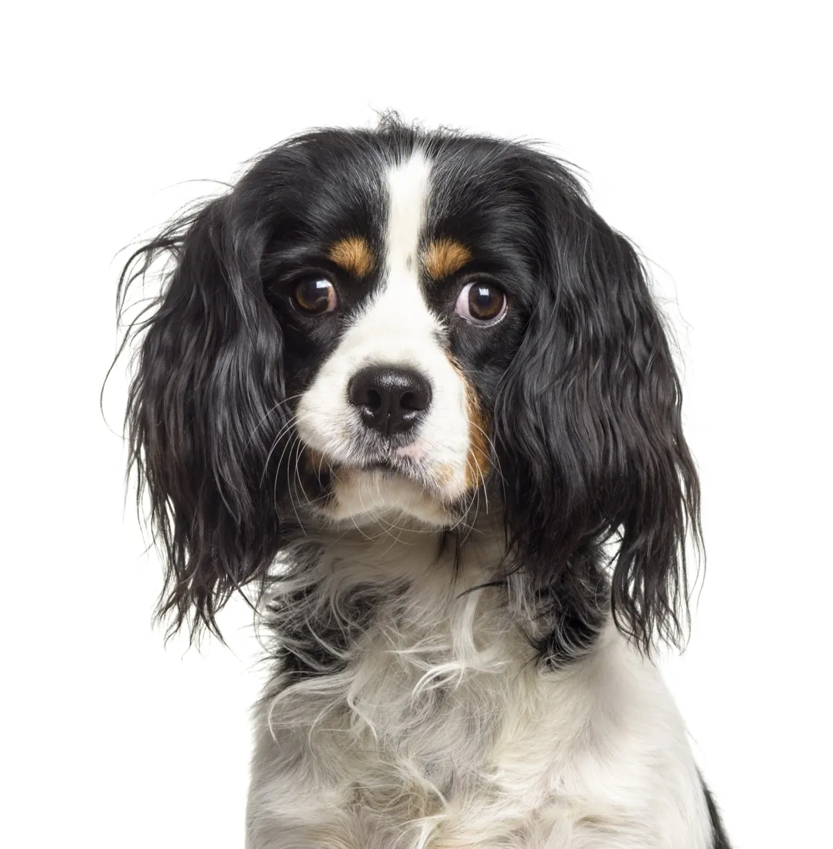 Cavalier King Charles Spaniel with worried eyes