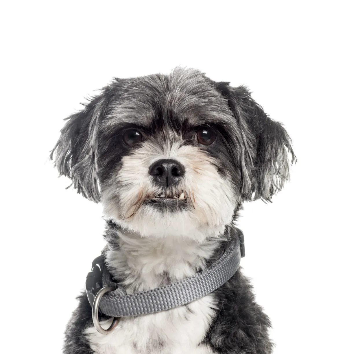 Small mixed breed dog with collar
