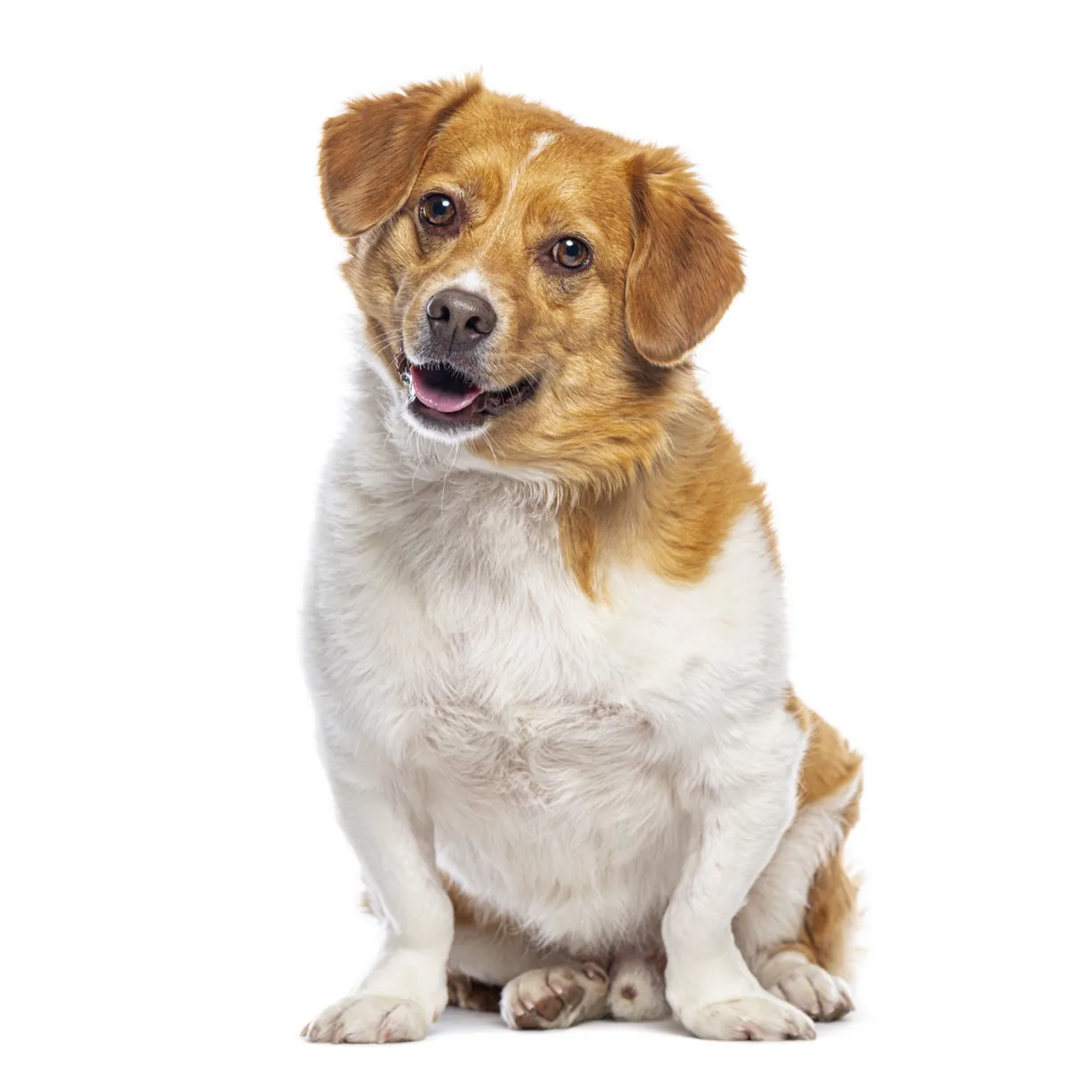 Mixed breed dog looking at camera with gentle eyes