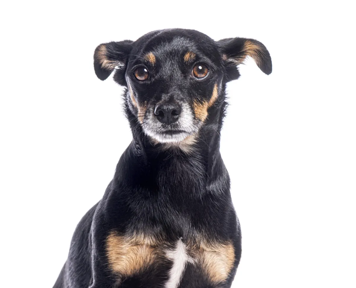 Small mixed breed dog with concerned expression