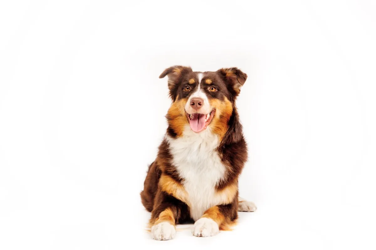 Happy Australian Shepherd smiling, safe and comfortable